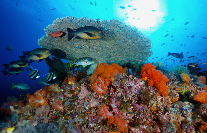 The Pure Ocean Fund - Myriad Canada - International philanthropic network that brings together donors, philanthropists, and organizations The Pure Ocean Fund - Myriad Canada - International philanthropic network that brings together donors, philanthropists, and organizations