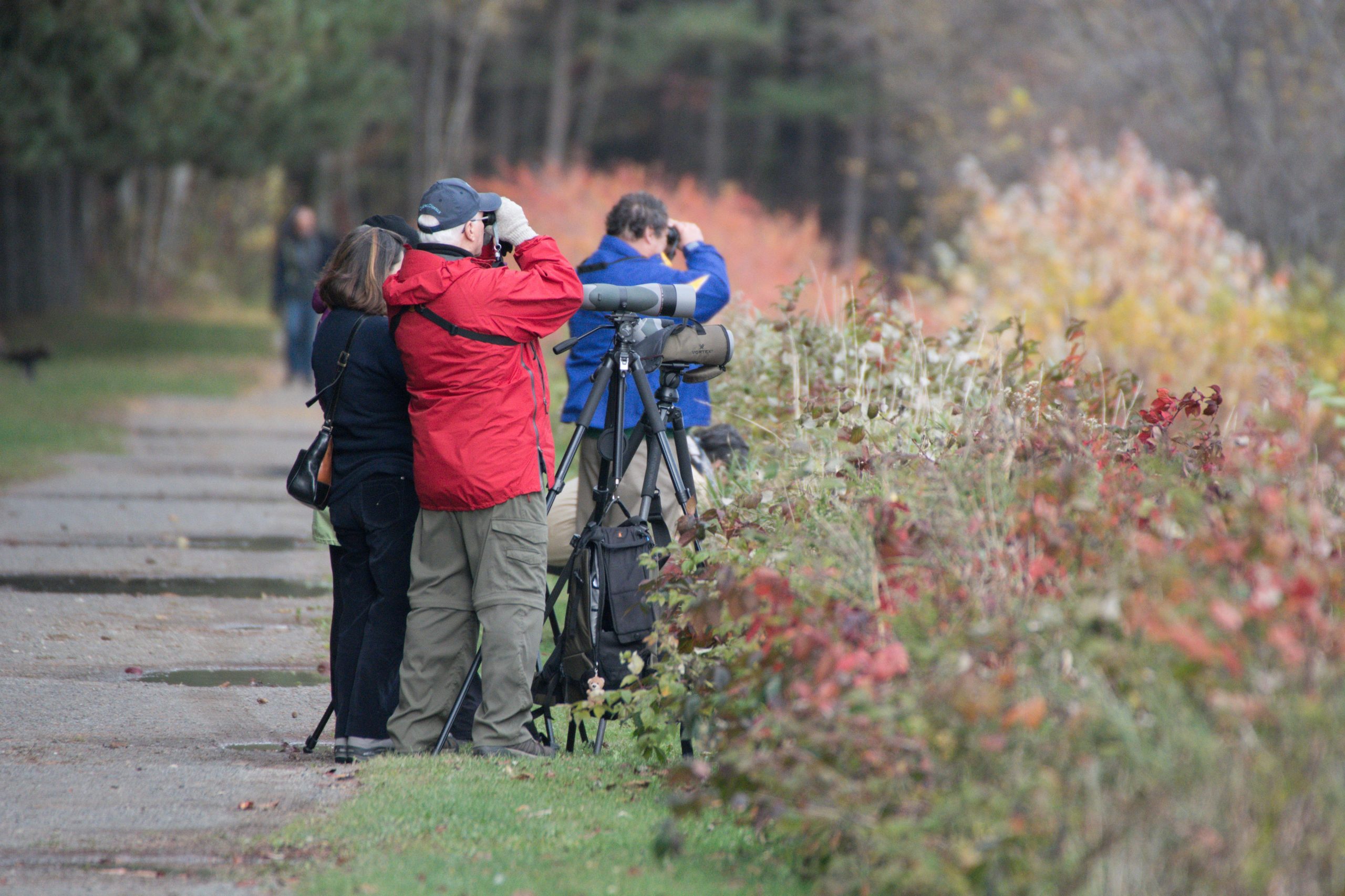 Birds and citizen science in Quebec